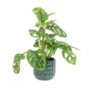 Monstera (Philodendron Monstera Obliqua) + cache-pot céramique, Ø12 cm