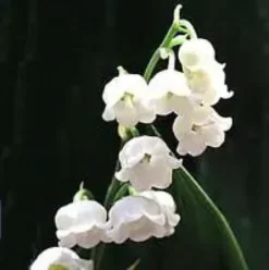 Muguet ou convallaria. Le pot de 1 litre