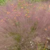 Muhlenbergia Capillaris - Le pot de 2 litres