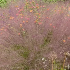 Muhlenbergia Capillaris - Le pot de 2 litres