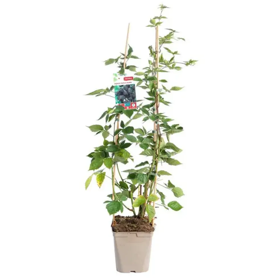 Mure 'Triple Crown' Bio. Le pot de 5 litres