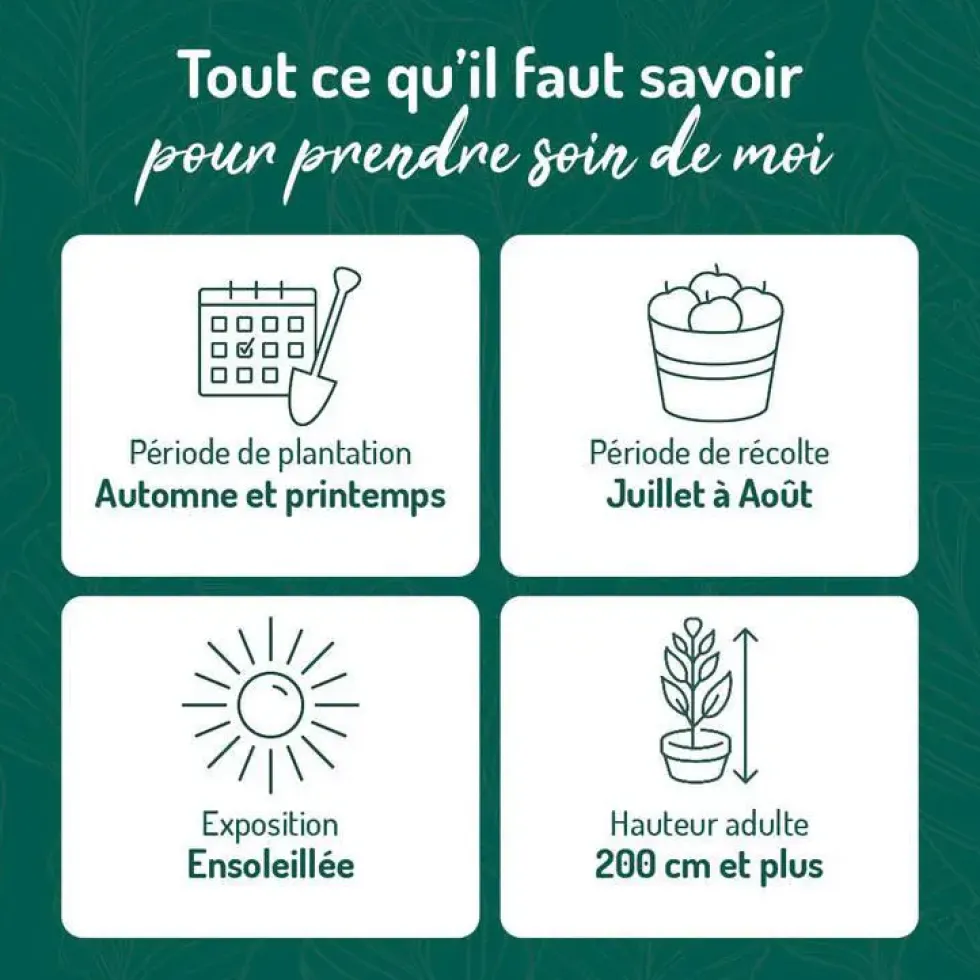 Murier Dirksen Bio. Le pot de 2 litres