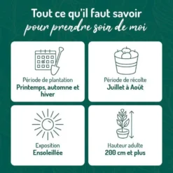 Murier Triple Crown Bio. Le pot de 2 litres