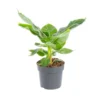Musa Bananier pot Ø17xH55/75 cm