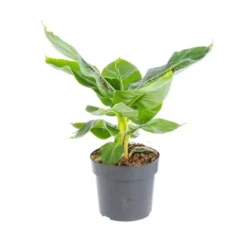 Musa Bananier pot Ø17xH55/75 cm