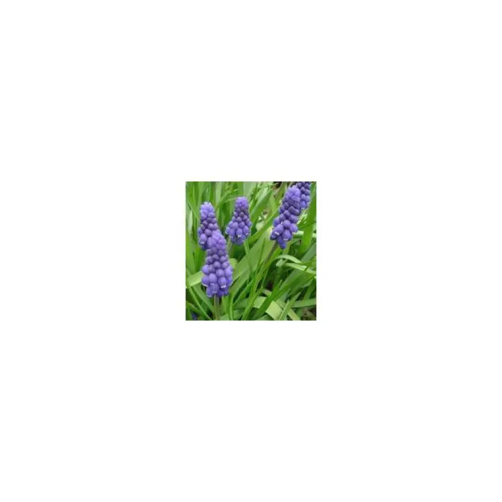 Muscari - Le pot de 10.5 cm