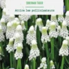 Muscari siberian tiger botanic® - 12 bulbes