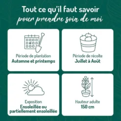 Myrtille Sunshine Blue Bio. Le pot de 2 litres