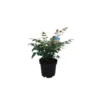 Nandina Domestica Gulf Stream rouge en pot