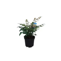 Nandina Domestica Gulf Stream rouge en pot
