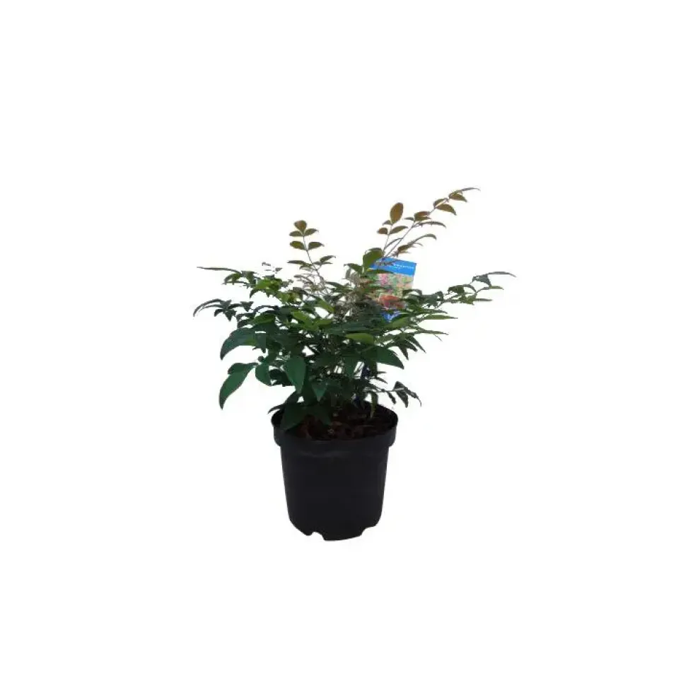 Nandina Domestica Gulf Stream rouge en pot