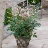 Nandina Domestica Twilight en pot de 4 L