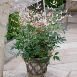 Nandina Domestica Twilight en pot de 4 L