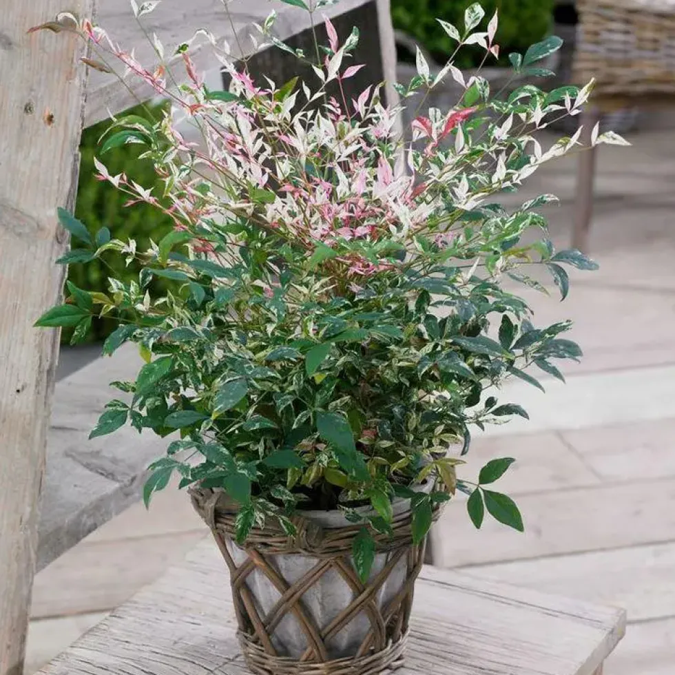 Nandina Domestica Twilight en pot de 4 L