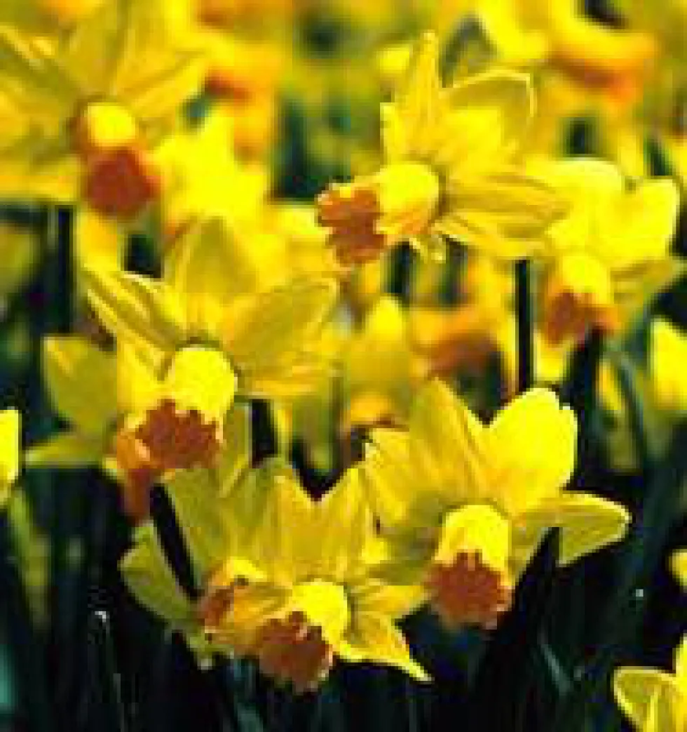Narcisse Attraction - Le pot de 1 litre