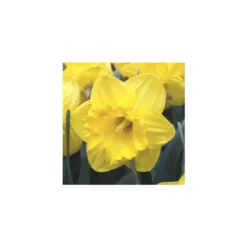 Narcisse Gold Medal - La coupe de 27 cm