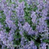 Nepeta Herbe A Chat - Le pot de 9 x 9 cm