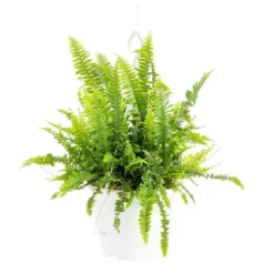 Nephrolepis Green Lady suspension Ø21xH60 cm