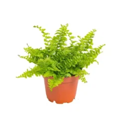 Nephrolepsis en pot Ø 6 cm