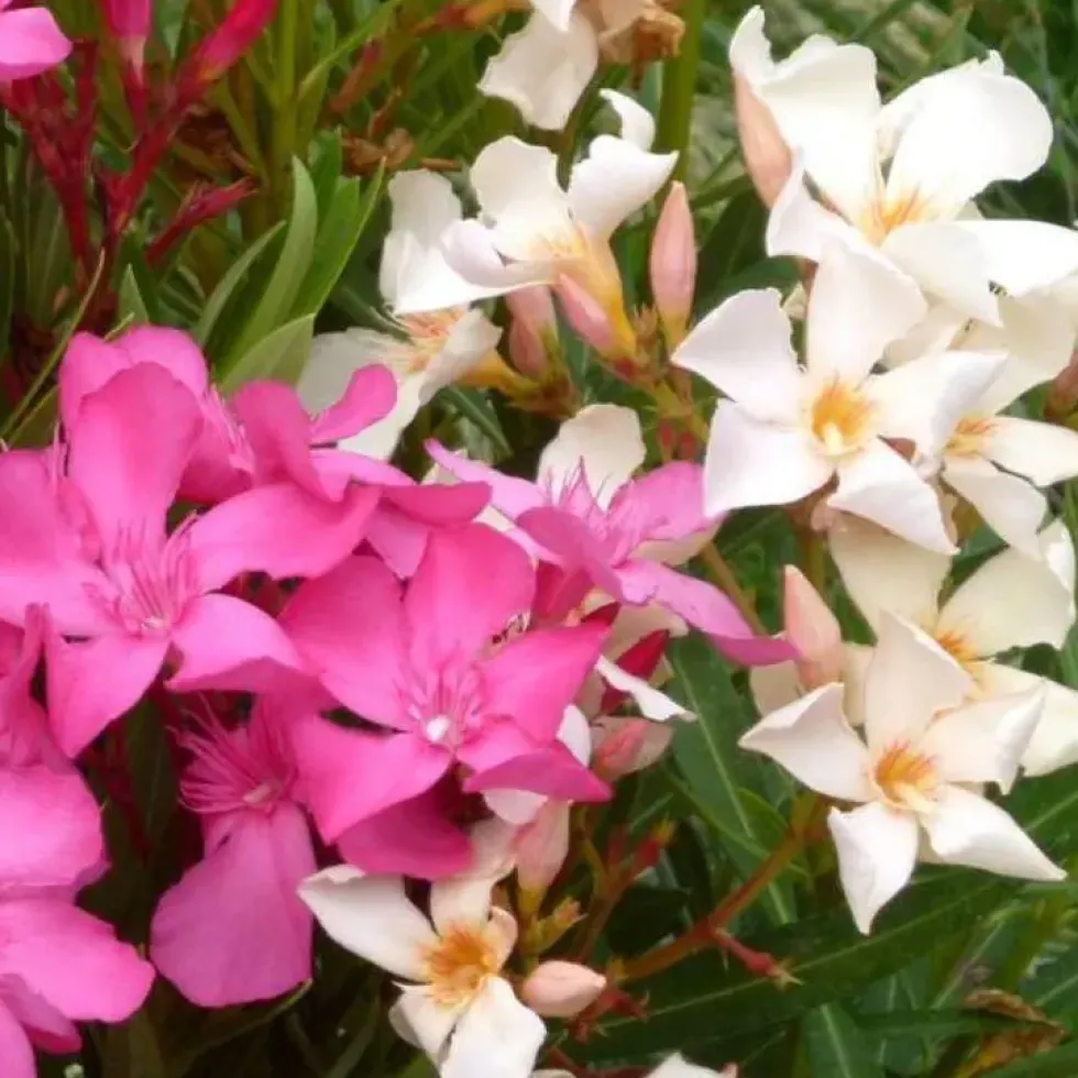 Nerium Oleander - Pot de 30L
