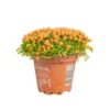 Nertera (Plante corail) orange. Le pot Ø 12 cm