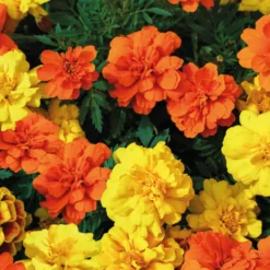 Oeillet d'inde - La barquette de 4 plants