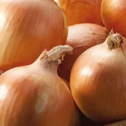 Oignon Jaune Yankee Bio. La barquette de 12 plants