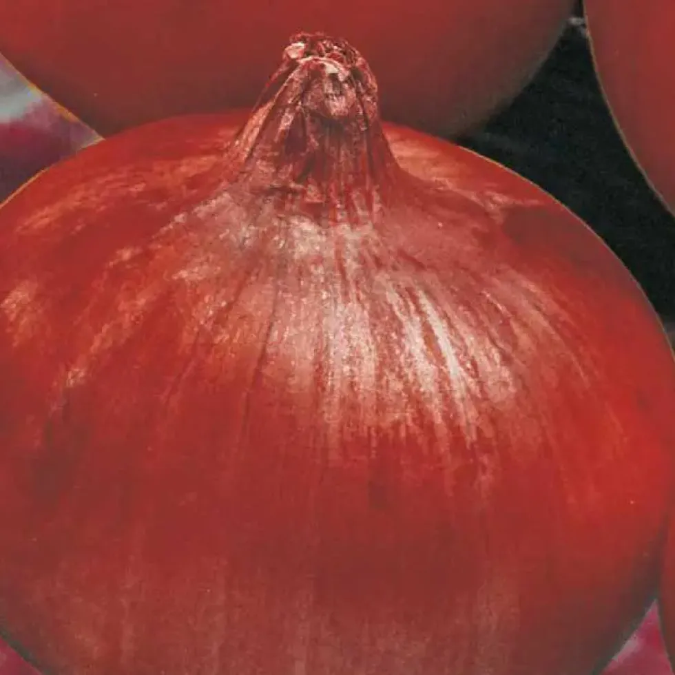 Oignon Rouge Red Baron Bio. La barquette de 12 plants