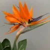 Oiseau de Paradis ou Strelitzia Reginae orange. Le pot de 25 litres