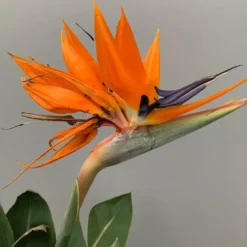 Oiseau de Paradis ou Strelitzia Reginae orange. Le pot de 25 litres
