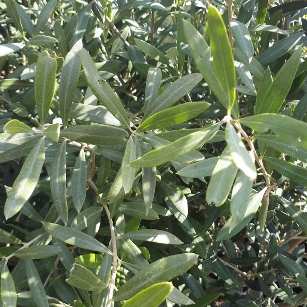 Olea Europaea ou Olivier Extra en pot de 230 L