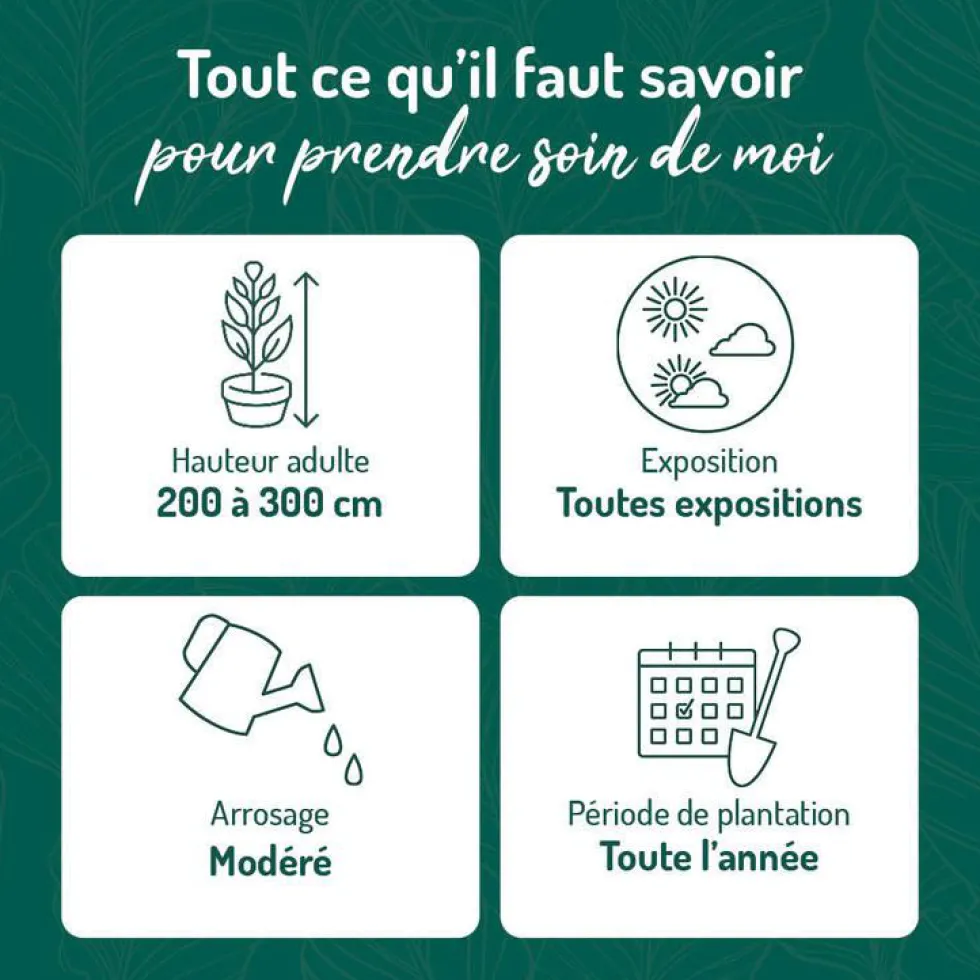 Olivier de Bohême argent. Le pot de 3 litres