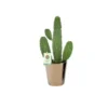 Opuntia Rubescens Consolea 45 cm et son cache pot Ø 12 cm
