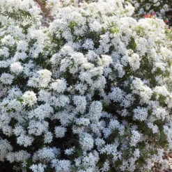 Oranger du Mexique White Dazzler (Choisya Ternata). Le pot de 4 litres