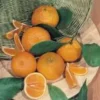 Oranger. Le pot de 70 litres