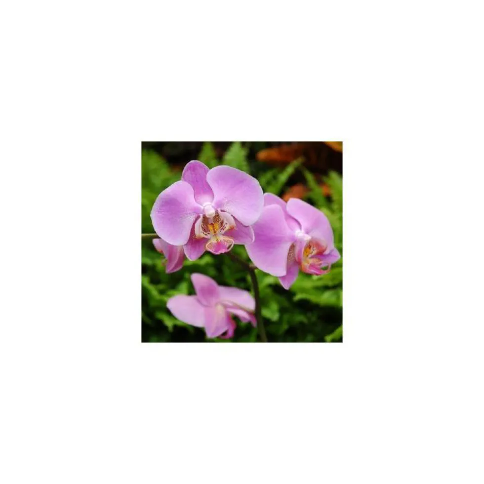 Orchidée Phalaenopsis 2 branches arceau. Pot 12 cm