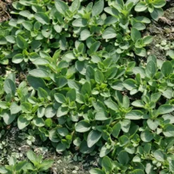 Origan Bio. Le pot de 1 litre