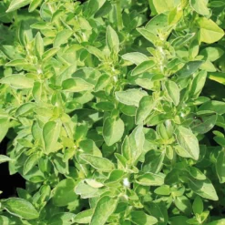 Origan Bio. Le pot de 1 litre