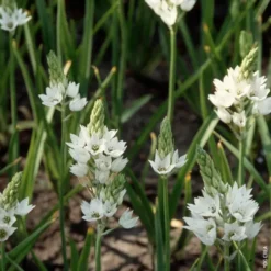 Ornithogalum blanc 5/6 Fleurs - Le pot de 22 cm