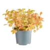 Oxalis Sunset Velvet rouge. Le pot Ø 12 cm