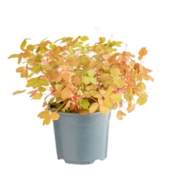Oxalis Sunset Velvet rouge. Le pot Ø 12 cm