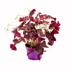 Oxalis (trèfle pourpre) violet. Le pot Ø 12 cm