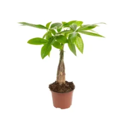 Pachira Aquatica tressé. Le pot Ø 12 cm