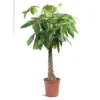 Pachira ou Châtaignier de Guyane Ø35 cm/ H220 cm