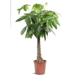 Pachira ou Châtaignier de Guyane Ø35 cm/ H220 cm
