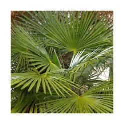 Palmier chanvre ou Palmier de Chine Excelsa vert. Le pot de 50 litres