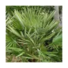 Palmier nain Chamaerops Humilis vert. Le pot de 15 litres, 80/100 cm