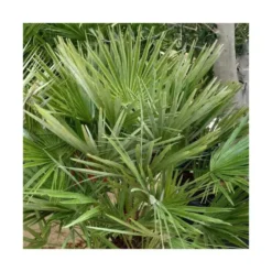 Palmier nain Chamaerops Humilis vert. Le pot de 15 litres, 80/100 cm
