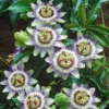 Passiflore bleue botanic®. Le pot de 1,3 litre