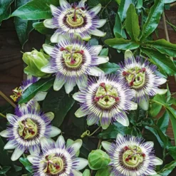 Passiflore bleue botanic®. Le pot de 1,3 litre